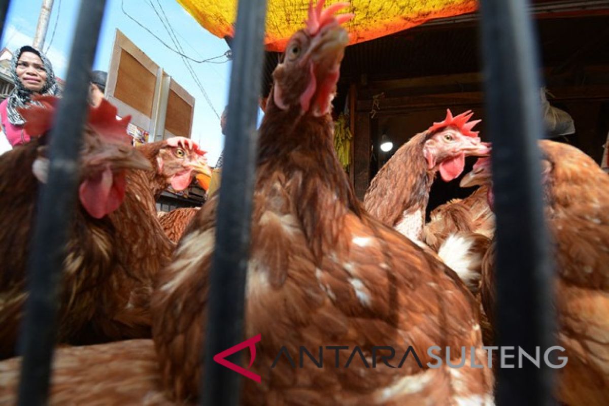 Palu datangkan ayam dari Kaltim