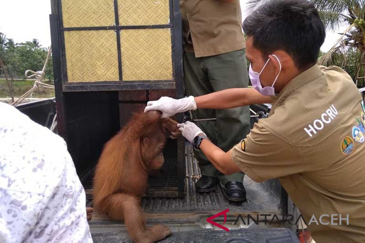 Orangutan dievakuasi di Aceh Barat Daya