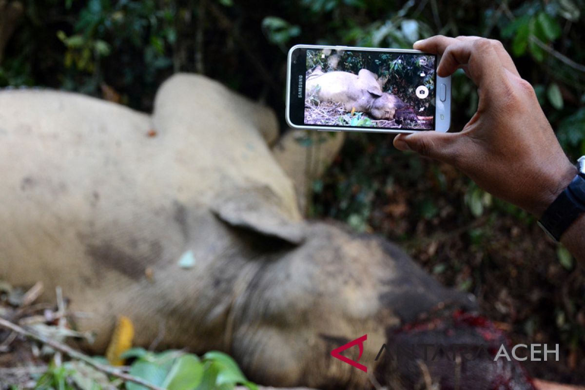 Polisi periksa petugas CRU terkait gajah mati