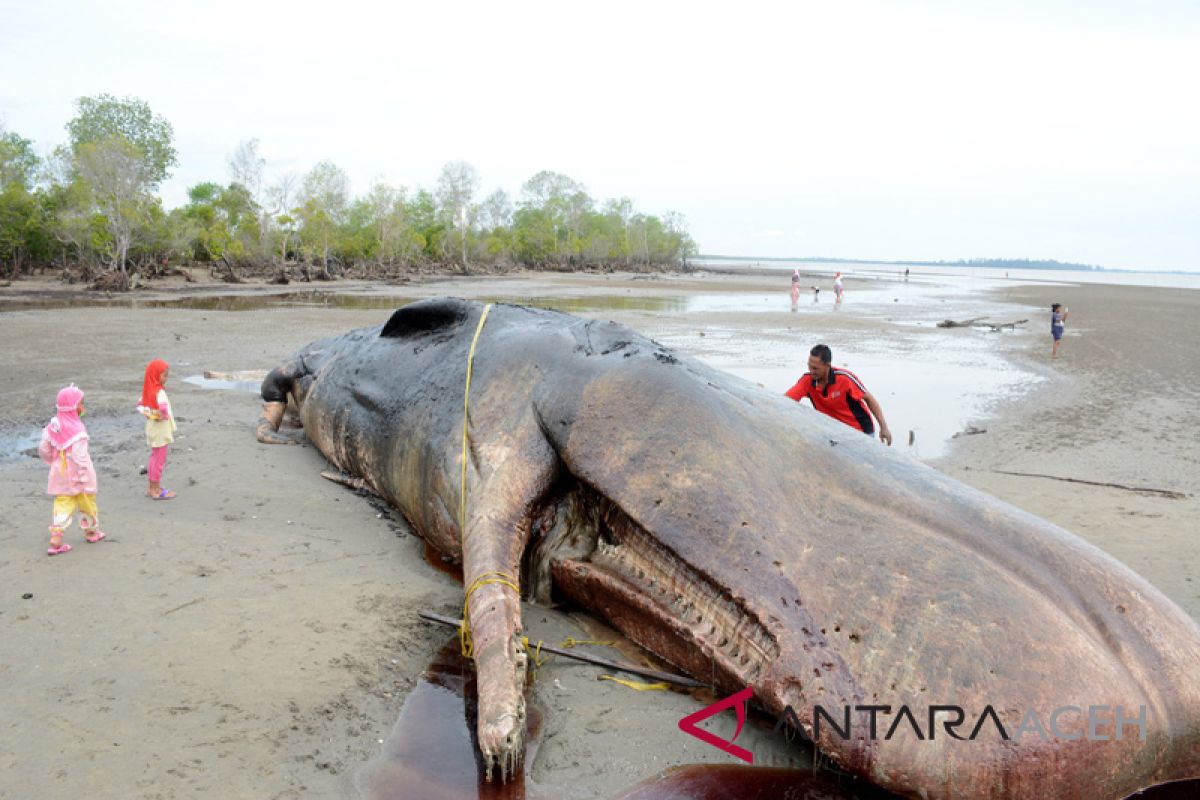 Bangkai paus dibiarkan membusuk di Aceh Timur