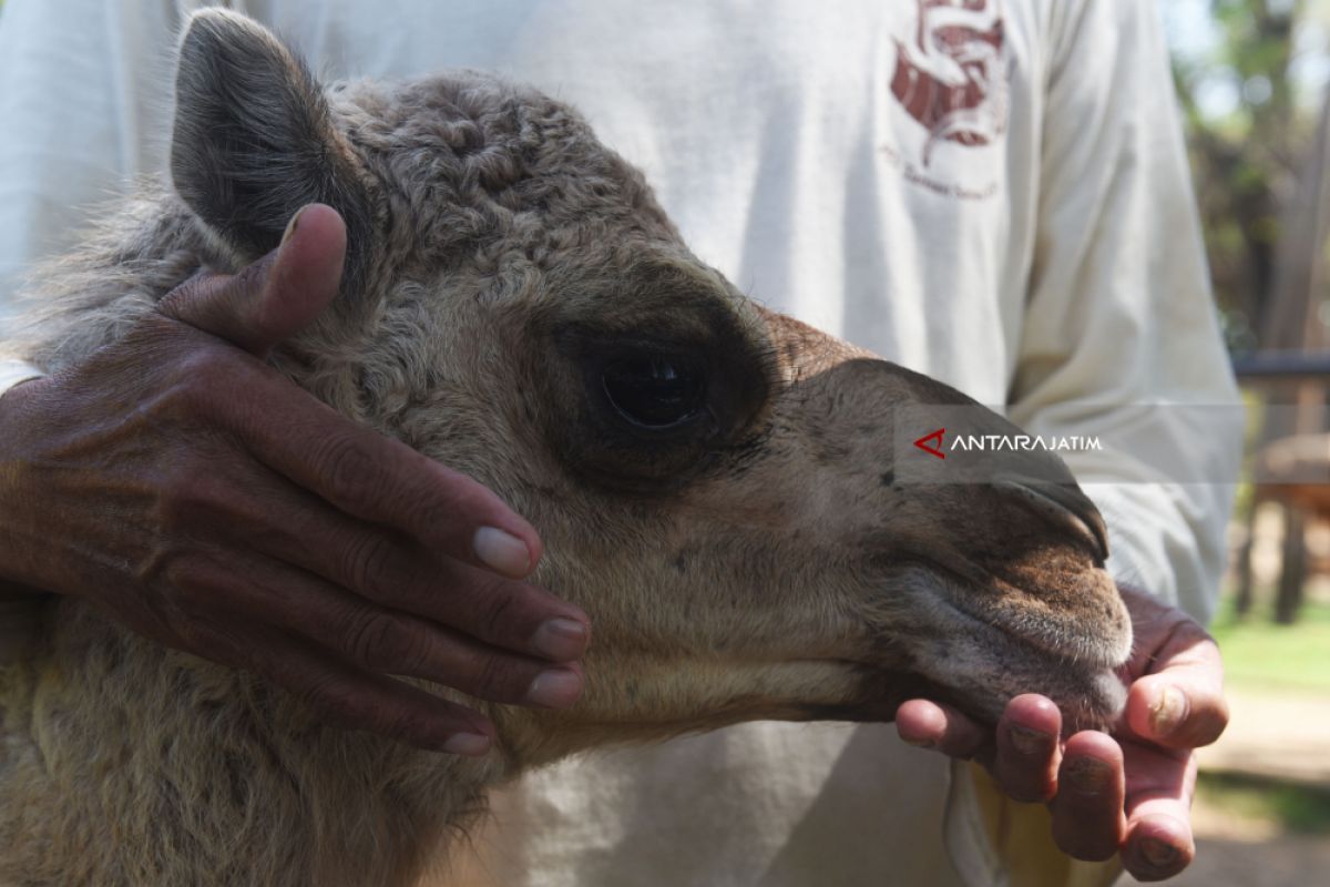 Ministry calls on hajj pilgrims to avoid direct contact with camels