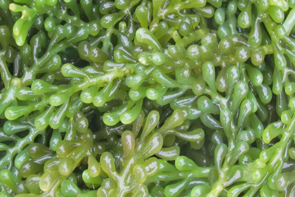 Peneliti IPB manfaatkan rumput laut lokal untuk bahan baku pakan ikan nila