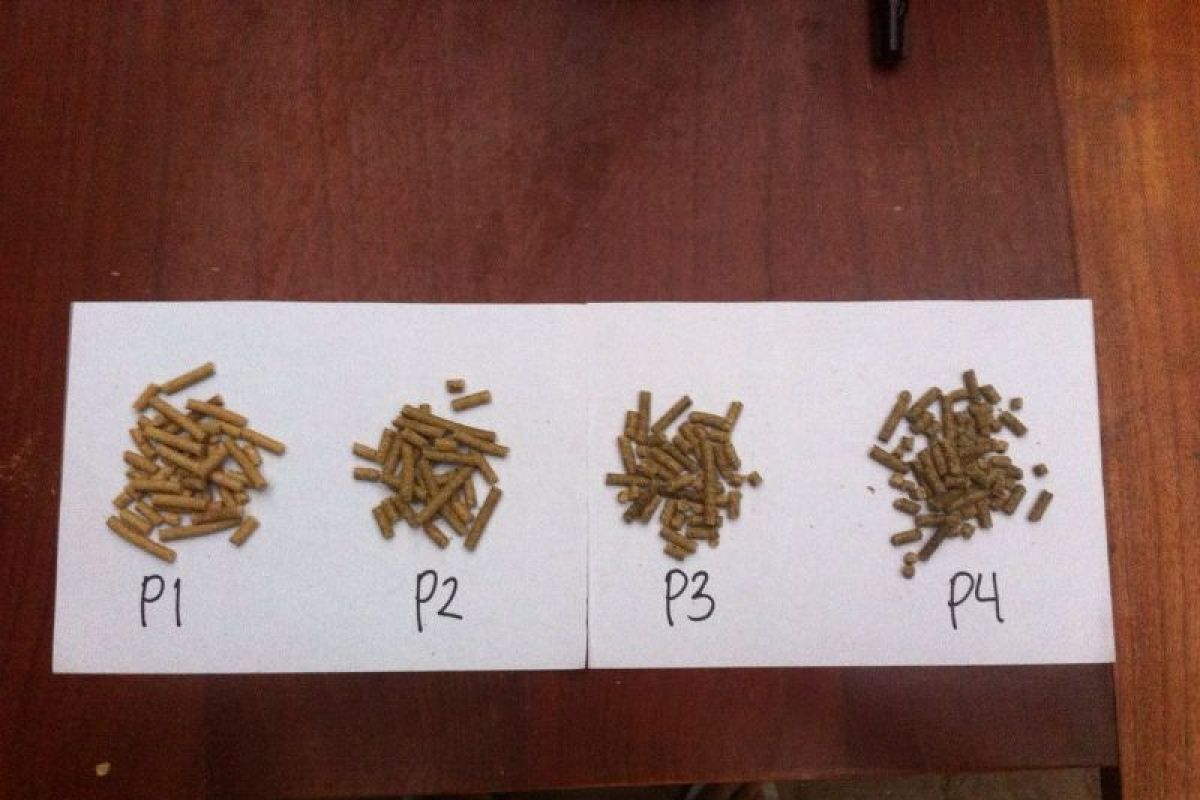 Cegah pakan tengik, peneliti IPB manfaatkan daun mengkudu