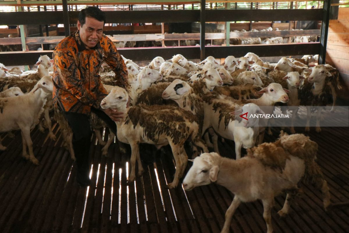 Sheep Export Market Wide Open in Malaysia: Minister