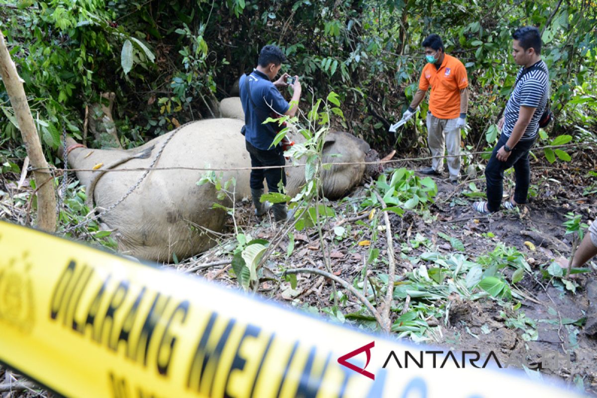 Kasus terbunuhnya gajah jinak temui titik terang