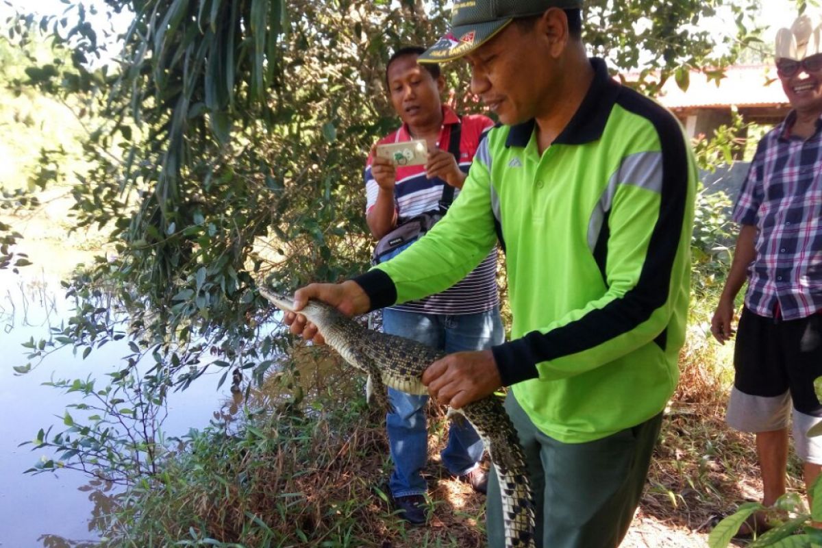 BKSDA Agam translokasi anak buaya yang memasuki permukiman warga