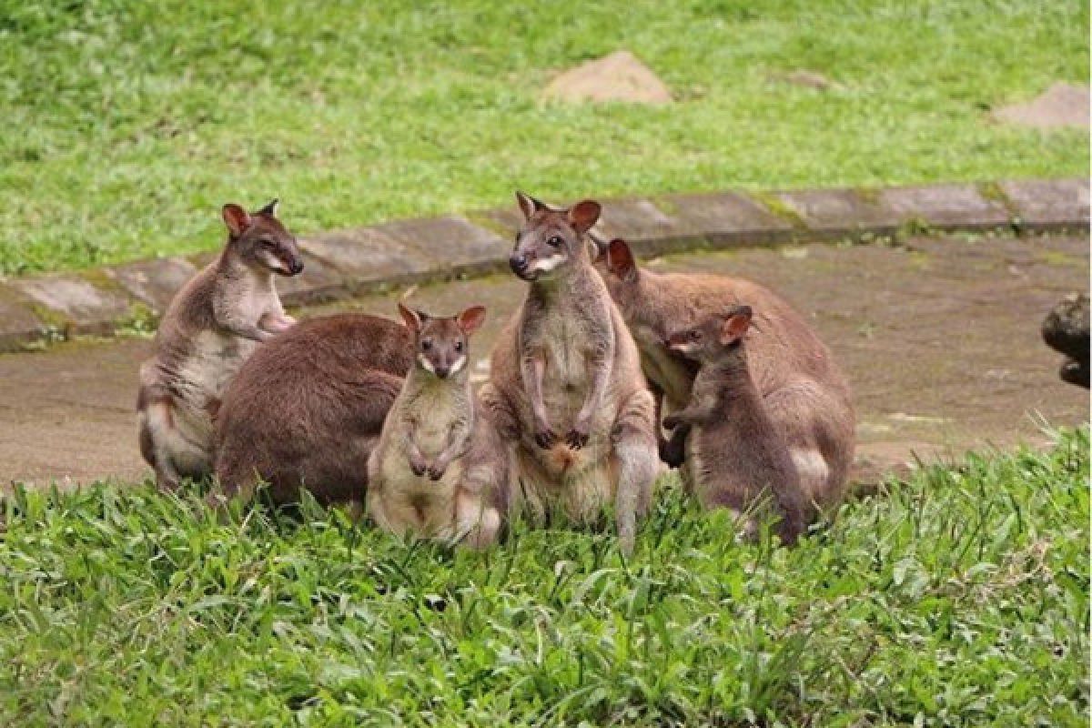 Australiana, Andalan Baru Taman Safari Prigen Menarik Wisatawan