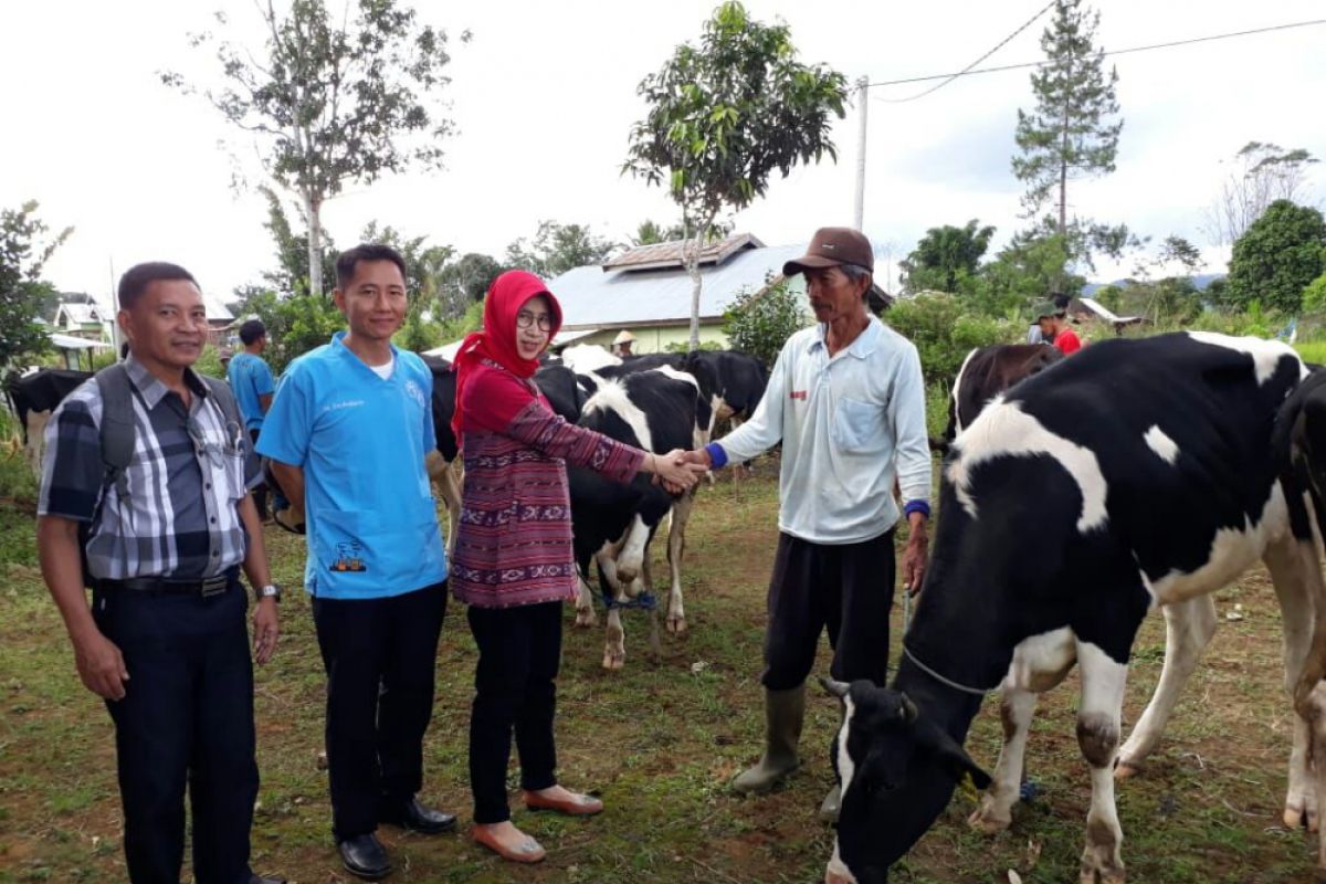 Peternak Rejang Lebong terima sapi perah