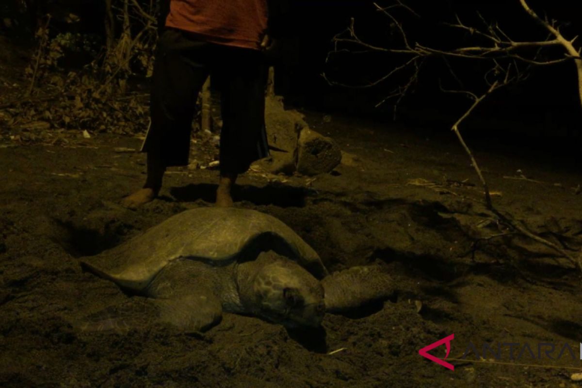 Pantai Mapak Mataram masih disukai penyu bertelur