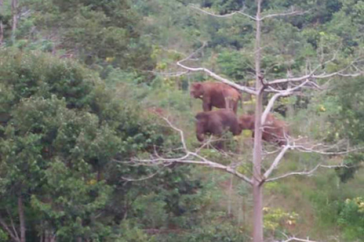 TWNC  Sayangkan Pembukaan Tambak Wayharu Pesisir Barat