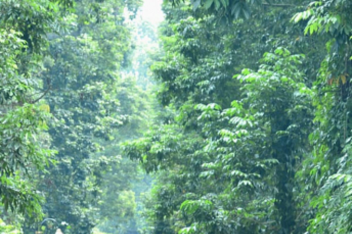 Presiden Jokowi berolahraga di Kebun Raya Bogor