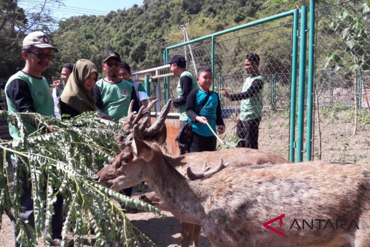 Pertamina serahkan rusa hasil penangkaran kepada BKSDA NTB