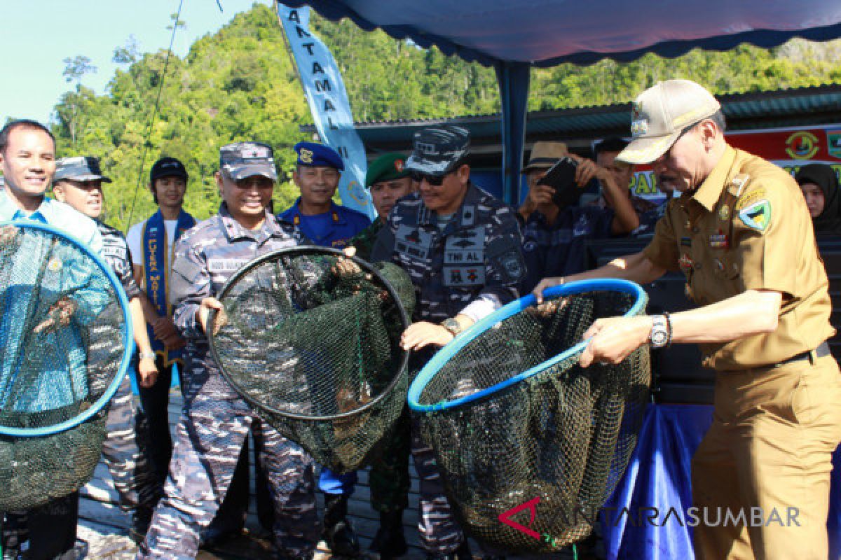 Komandan Lantamal II Padang panen ikan kerapu di kawasan Mandeh