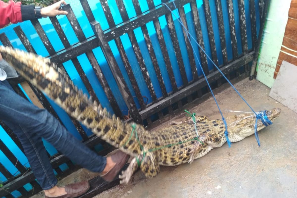 Police secure a 2 meters crocodile in Banjarmasin