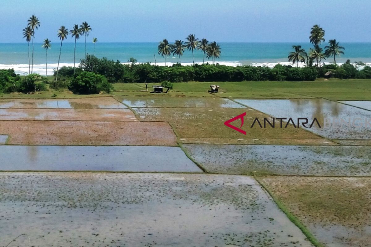 Bengkulu Selatan optimalkan pemanfaatan lahan kering