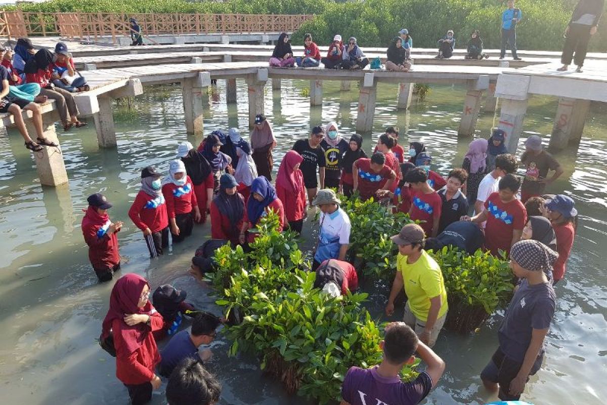 Mahasiswa MSP IPB tanam 1.000 mangrove di Pulau Pramuka