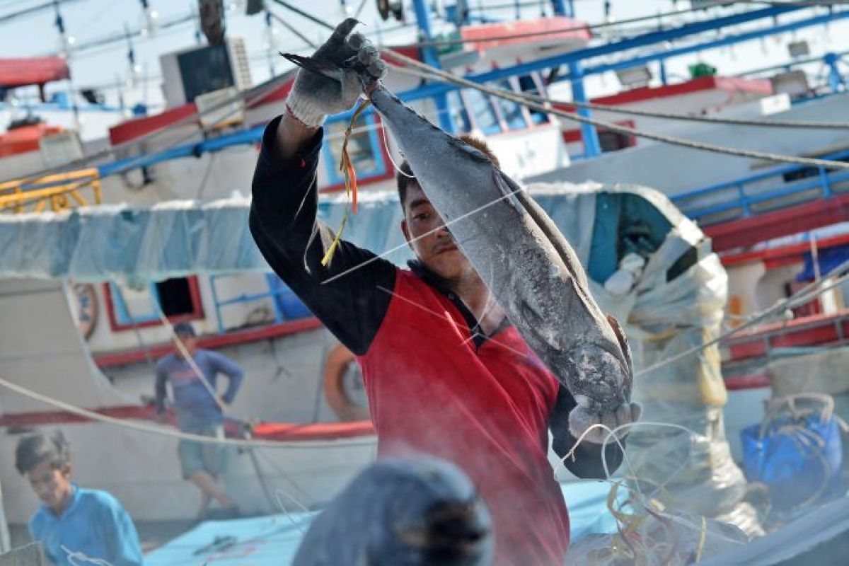 China butuh tambahan 125 ton ikan Indonesia