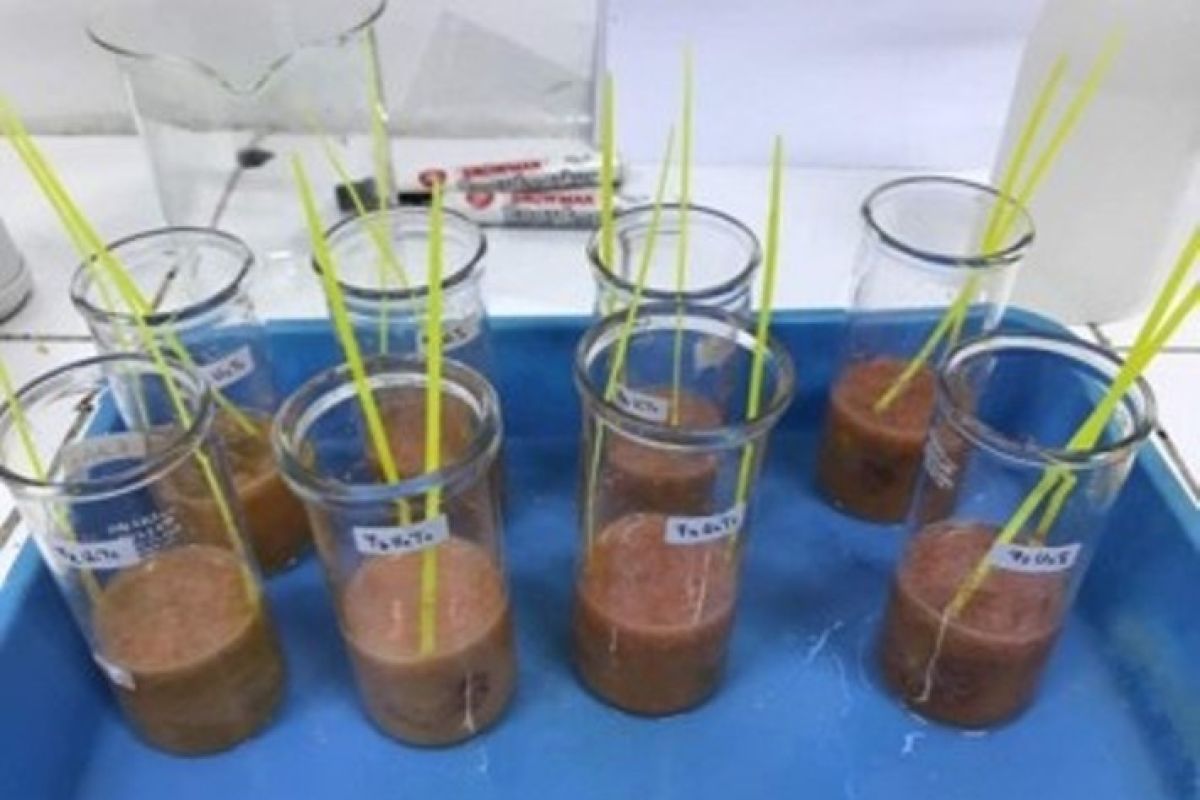 Peneliti IPB ciptakan minuman jeli okra dan stroberi