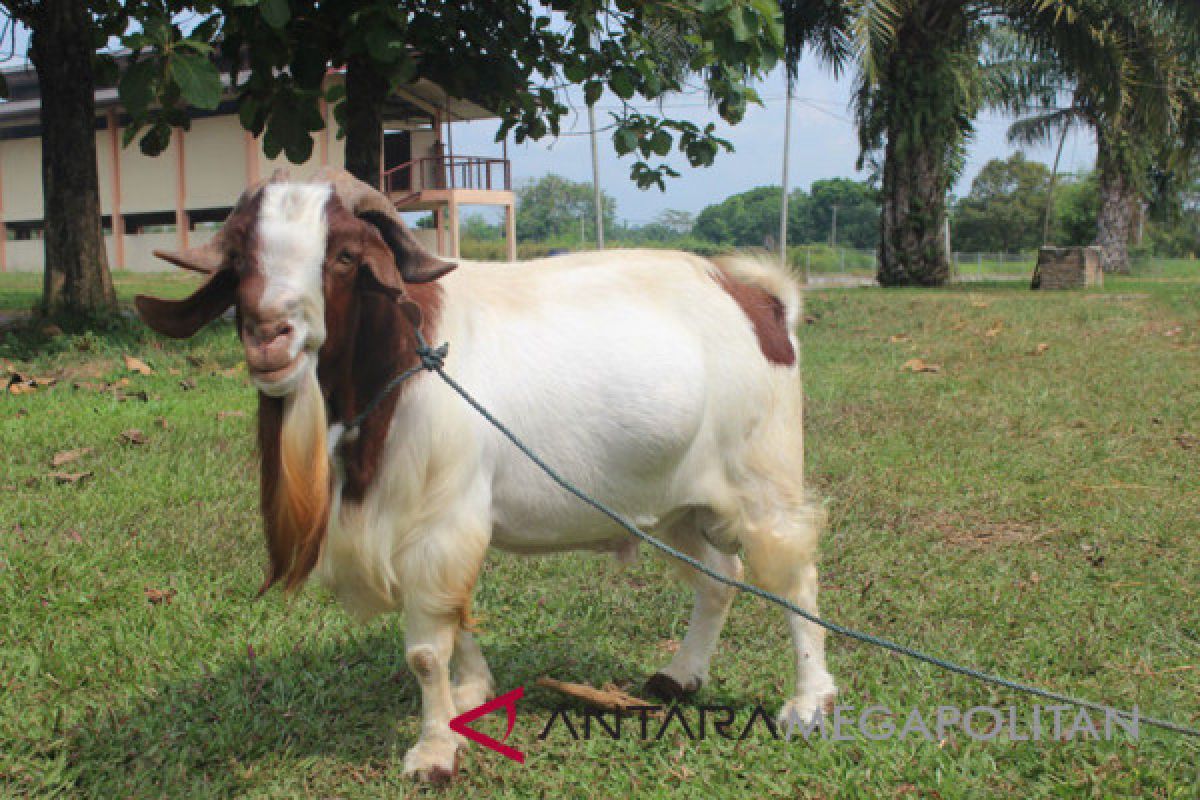 Kambing Boerka Galaksi siap dilepas