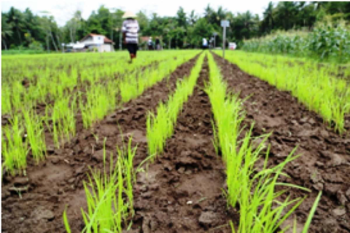 Pemkab Bone Bolango Optimalkan Pengenalan Alsintan Kepada Petani