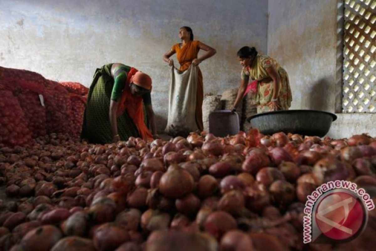 Harga Bawang Merah Di Gorontalo Utara Naik