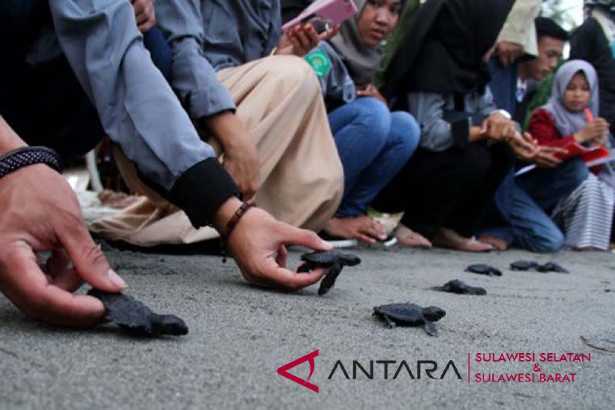 Anggota Polres Majene lepaskan ratusan tukik