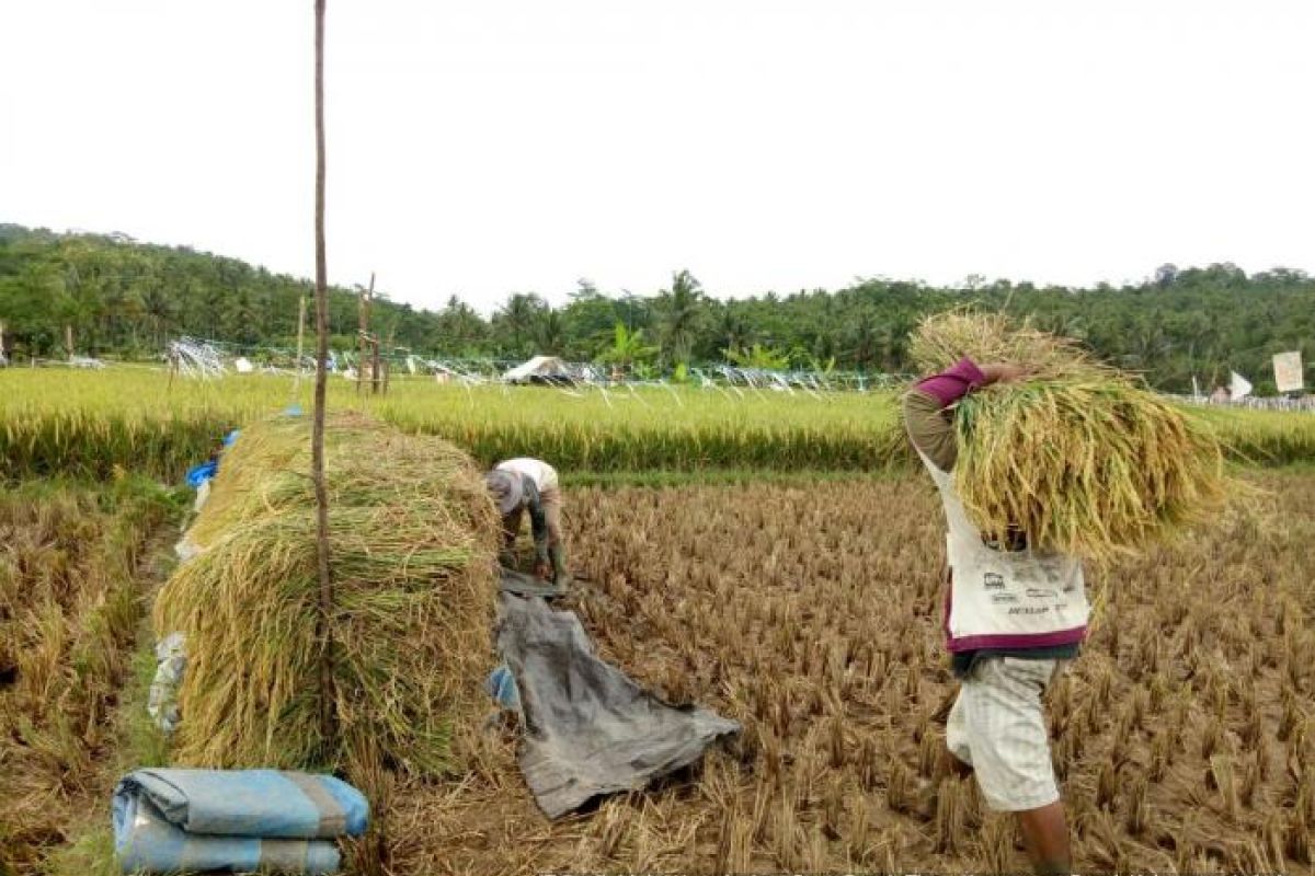 Petani Lebak Kembali Panen Padi