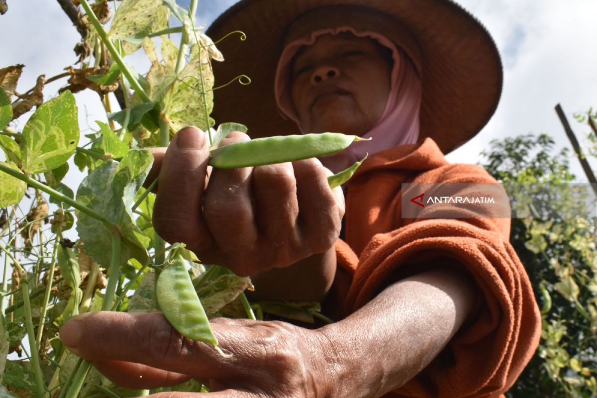 Banyuwangi ekspor 10,7 ton kacang kapri ke Taiwan