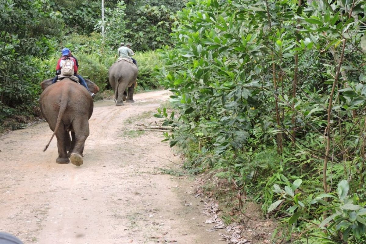 Lagi, Gajah ngamuk di Lampung Barat