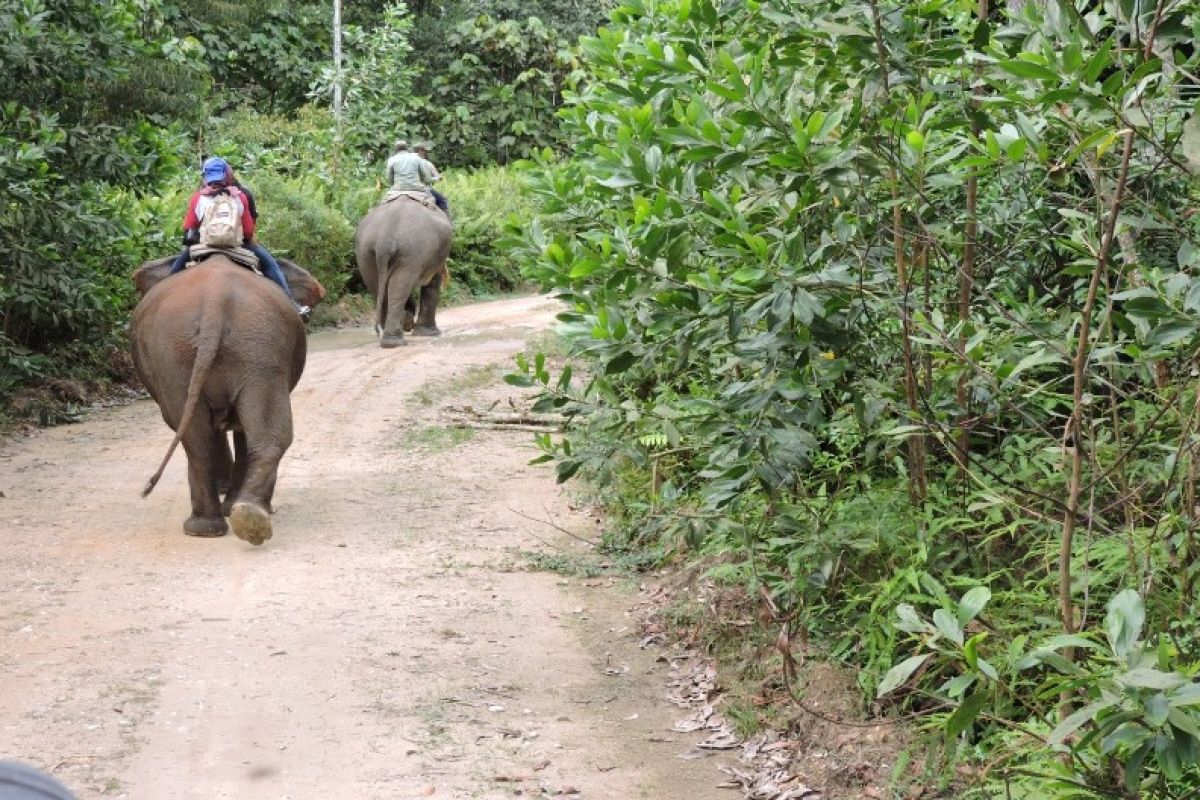 Ini dia pelatih gajah asal IPB