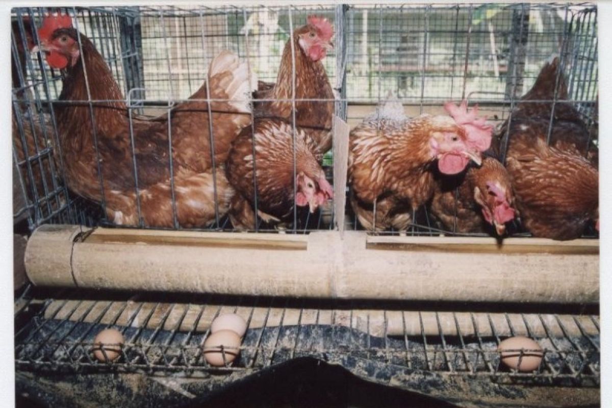 Peneliti IPB gunakan enzim untuk kurangi limbah gas amonia dalam peternakan ayam