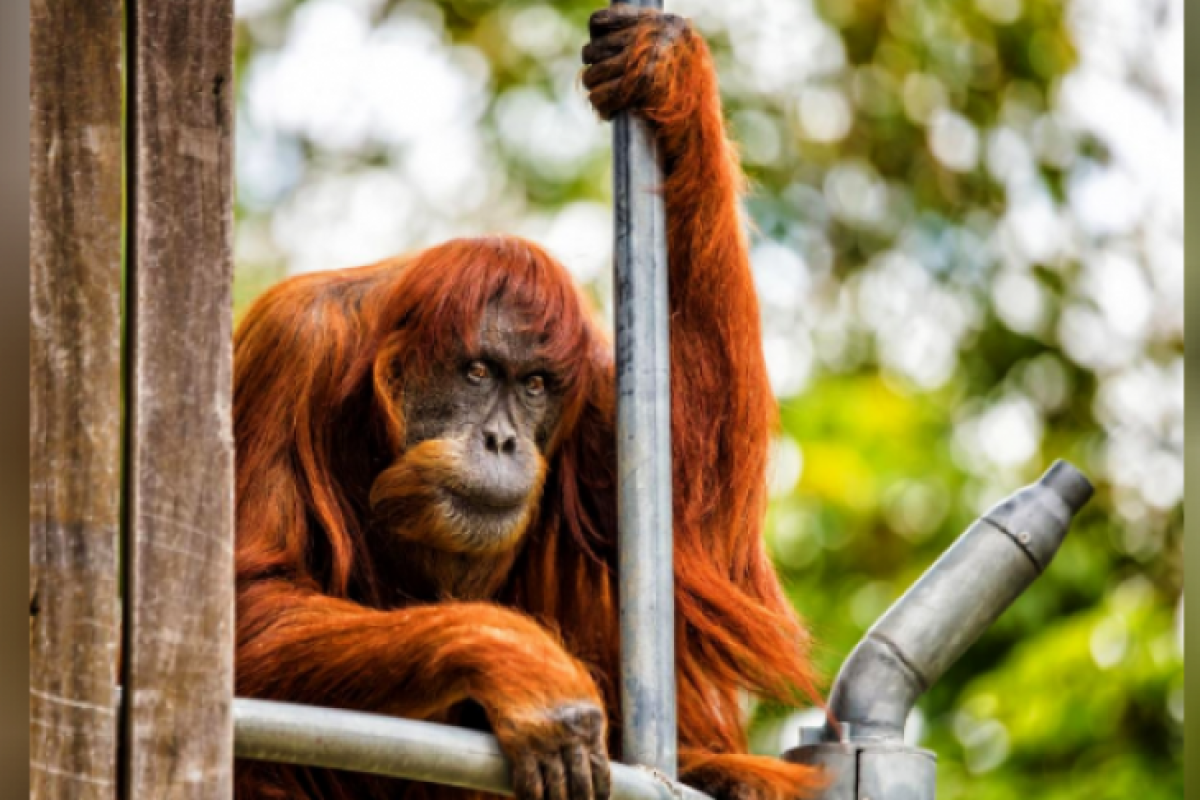 Puan Si Orangutan Tertua Di Dunia Mati