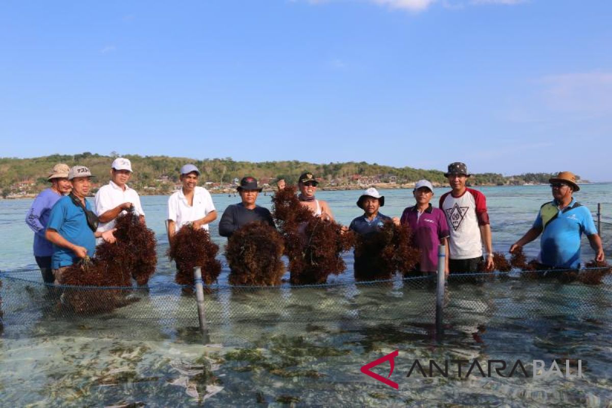 Pemkab Klungkung panen perdana demplot rumput laut