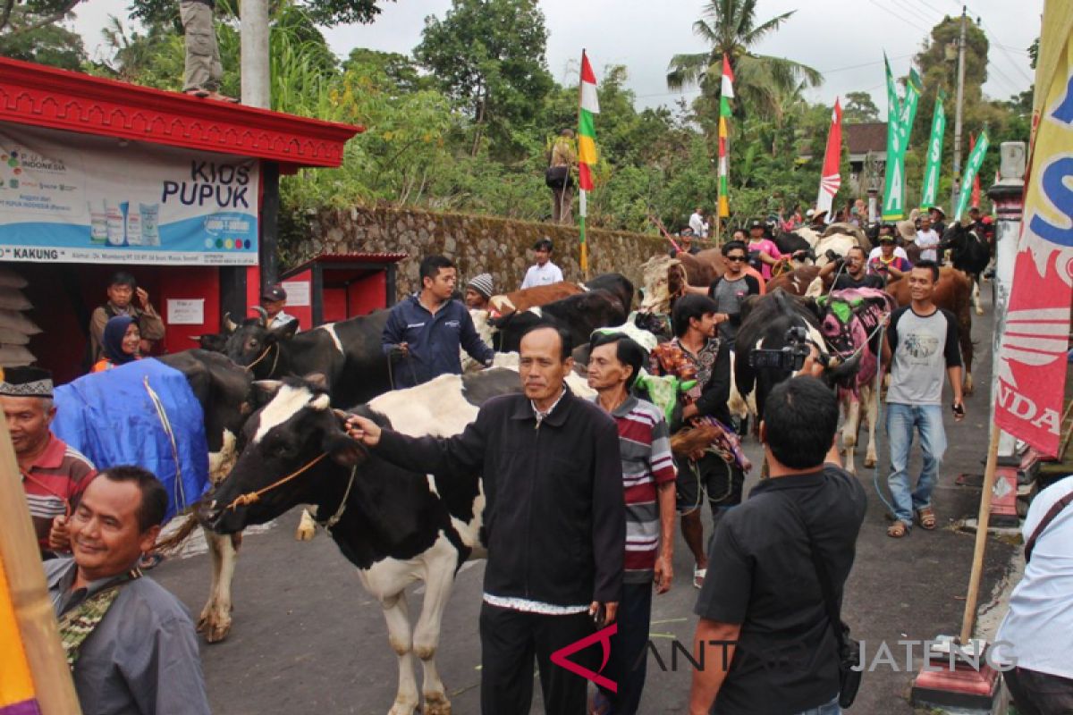 Rayakan Syawalan, ratusan ekor sapi diarak keliling kampung