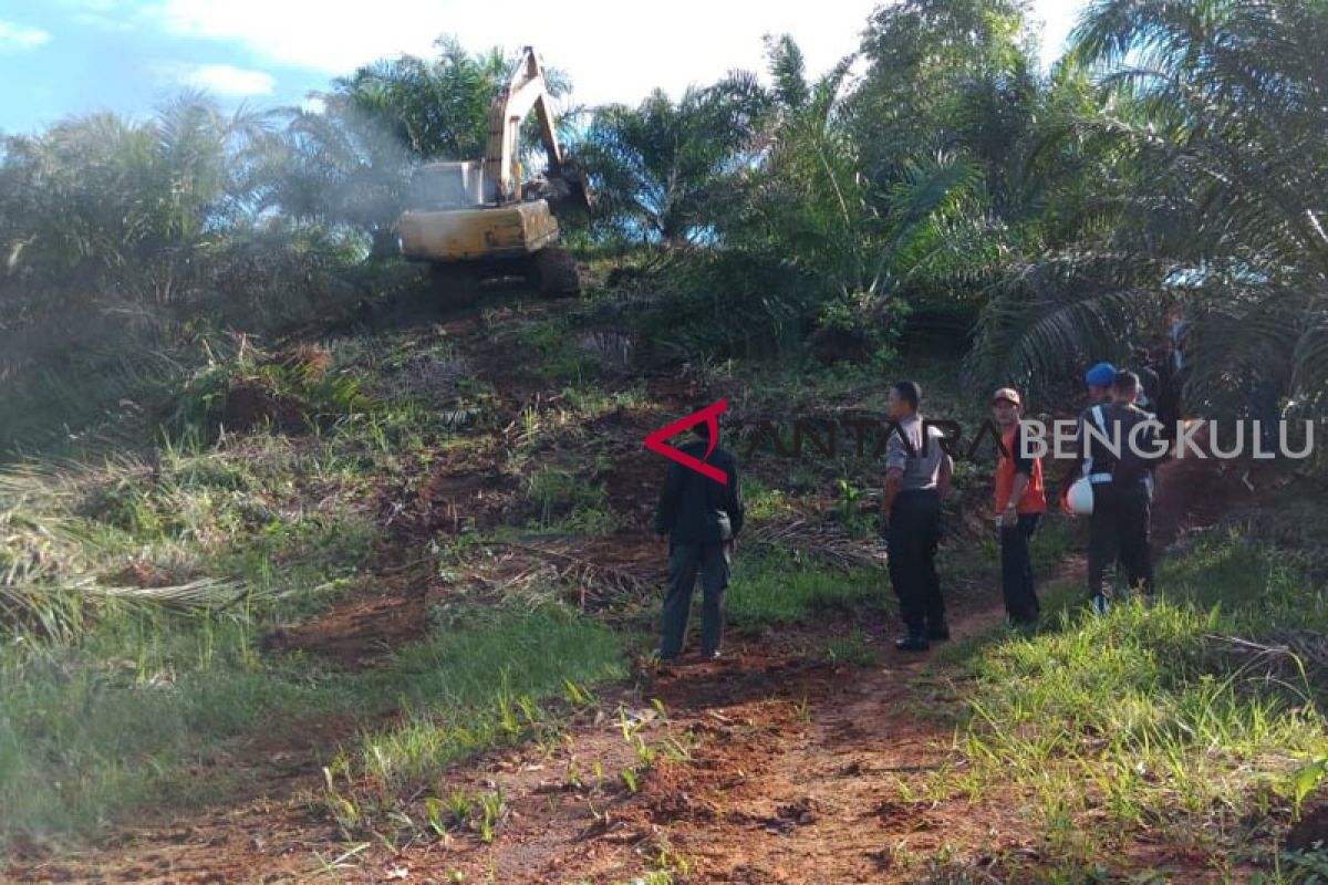 BKSDA babat ribuan sawit ilegal dalam hutan