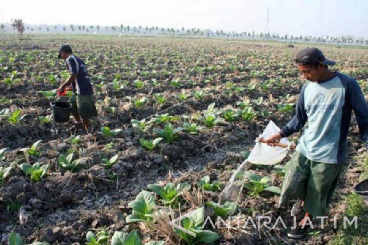 Dinas Pertanian Bojonegoro Pastikan Hujan Tidak Pengaruhi Tembakau