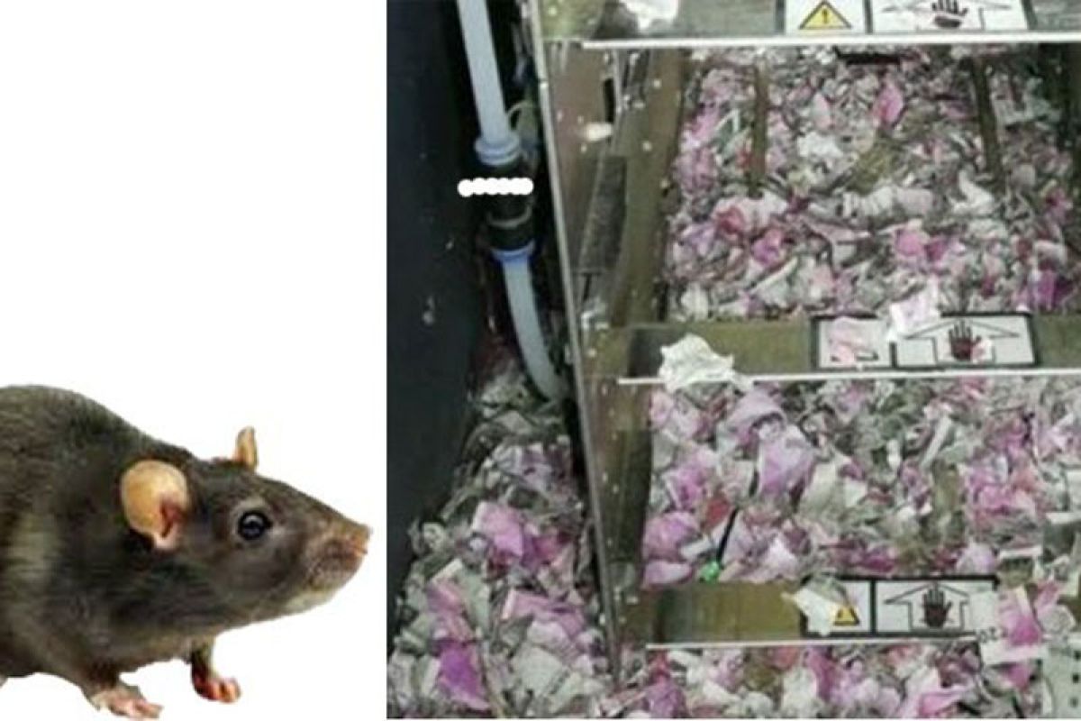 Tikus makan uang kertas 18.000 dolar di ATM