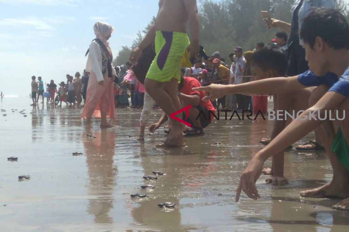 Wisatawan lepas ratusan tukik Pantai Air Hitam