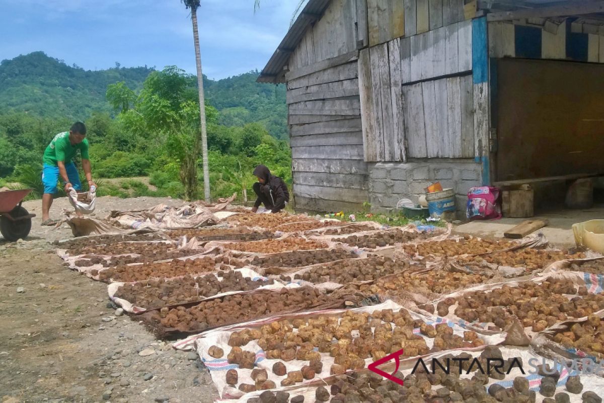 Gambir Pesisir Selatan Rp20 ribu per kilogram