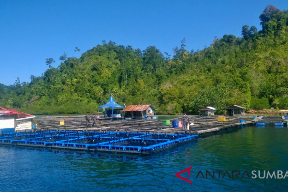 PT ASS di Pesisir Selatan mampu hasilkan 15 ton ikan kerapu per tahun