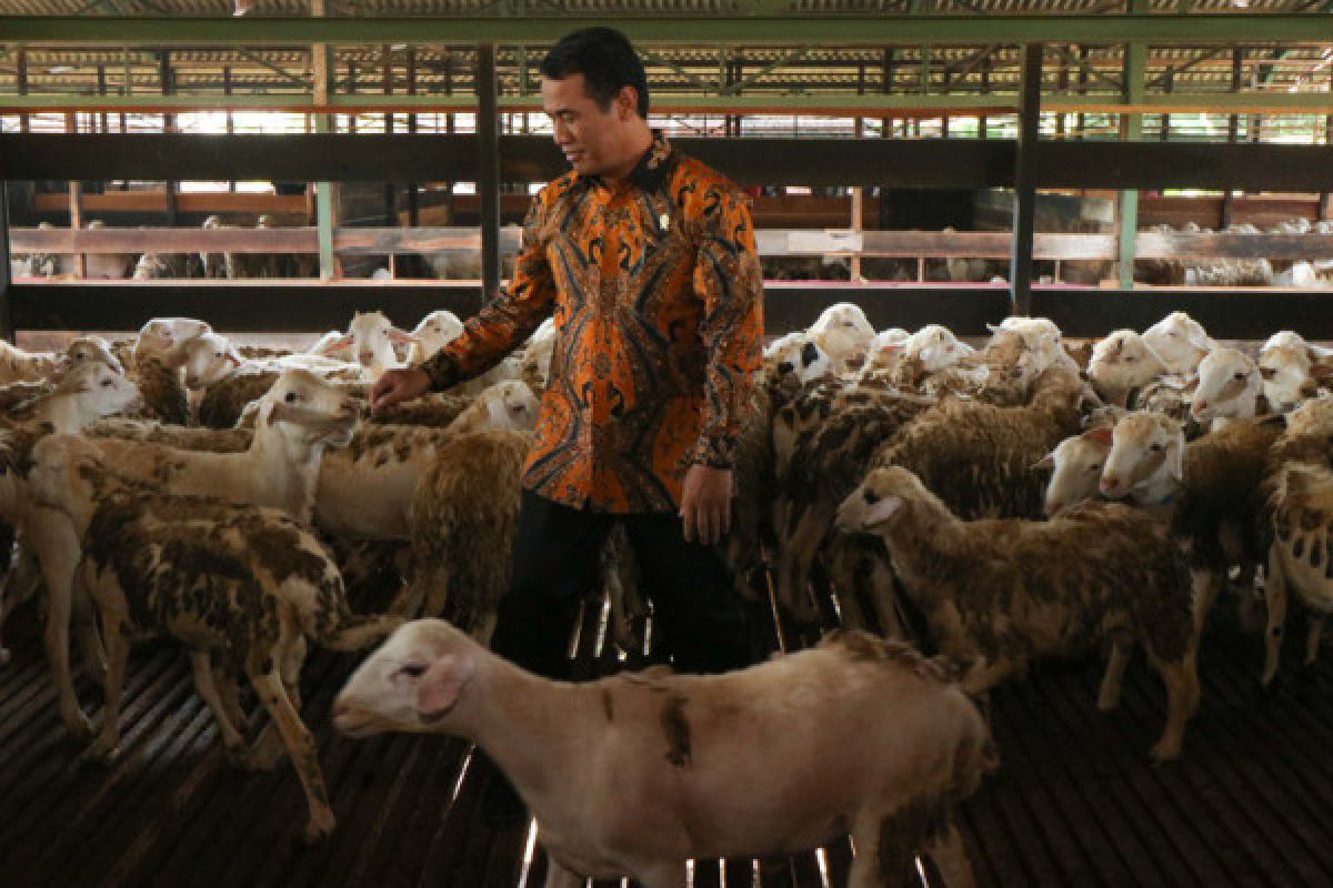 Banjarnegara ajak masyarakat kembangkan domba batur