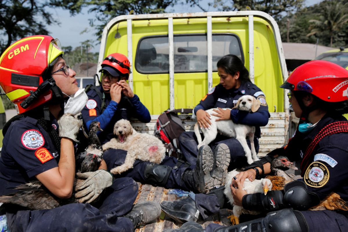 Korban gunung meletus Guatemala jadi 99, masih banyak korban hilang