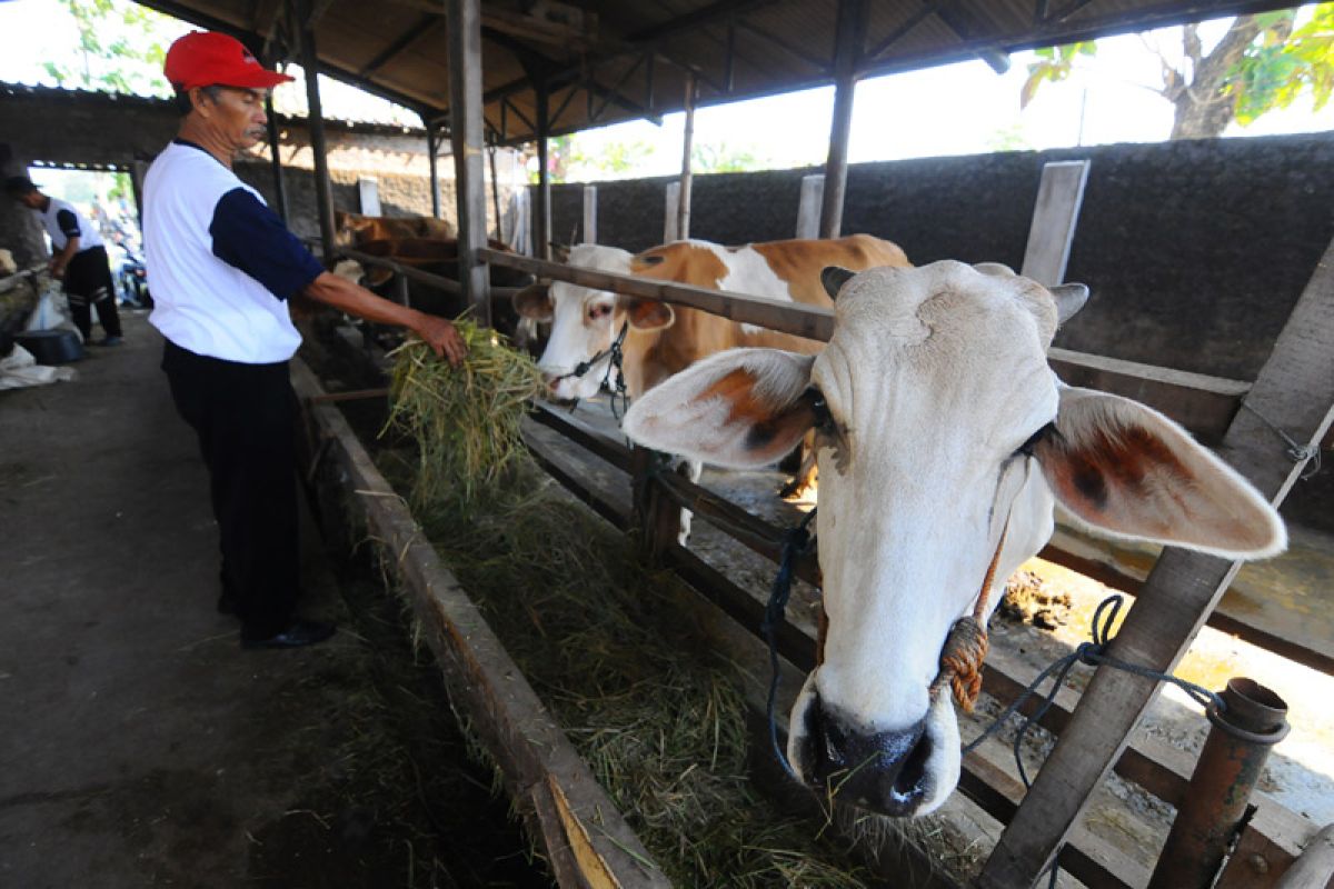 Belasan sapi hasil korupsi disita