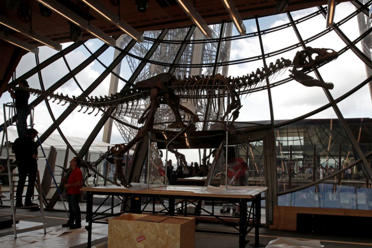 Kerangka dinosaurus misterius terjual 2,3 juta dolar di Paris