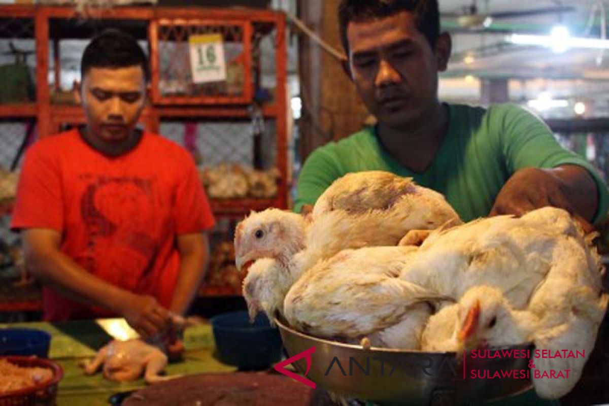 Harga ayam di Mamuju naik