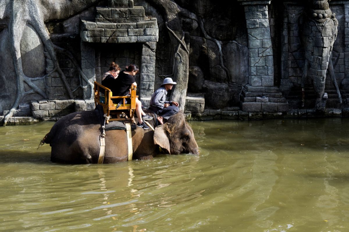 "Bali Zoo" suguhkan gajah mandi massal