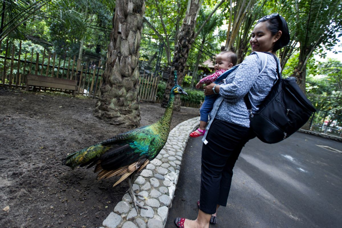 News focus - Bali zoo enlivens independence day anniversary