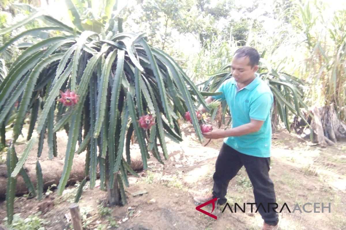 Selama puasa permintaan buah naga meningkat