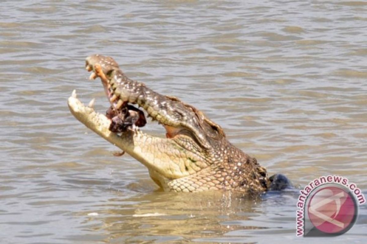 Conservation office calls for a halt to a crocodile-catching contest in Singkawang River