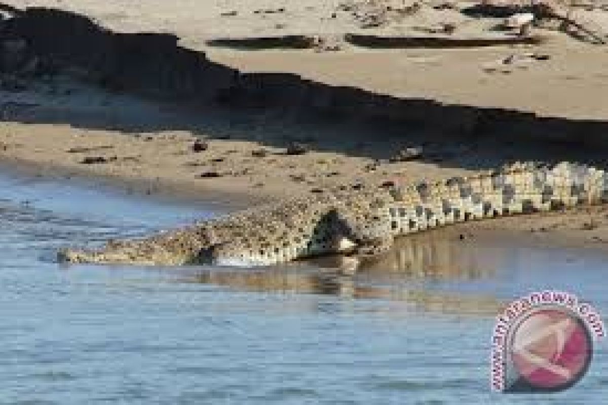 Buaya muara mangsa hewan ternak